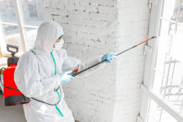 Best Black Mold Removal in USA